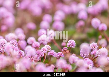 Molti piccoli fiori rosa, persicaria capitata specie, che copre il terreno. Foto Stock