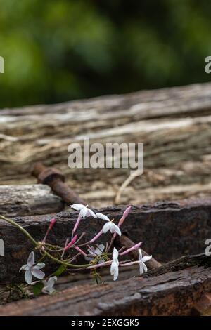 Piccoli fiori bianchi in primavera, coltivazione di metallo e legno, dettagli. Foto Stock