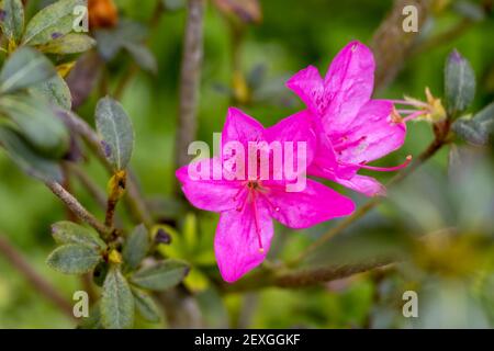 Azalea fiori su sfondo verde, dettagli della natura. Foto Stock