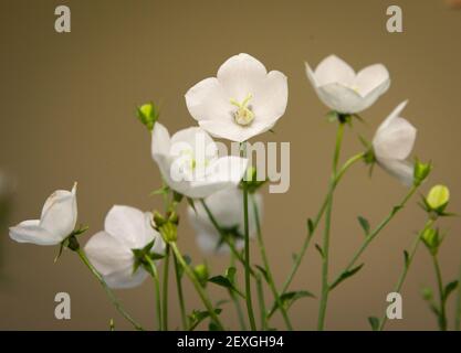Campanula bianca - Campanula carpatica alba Foto Stock