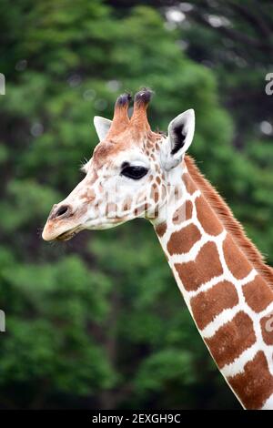 Una giovane giraffa che si nuce tra gli alberi. Foto Stock