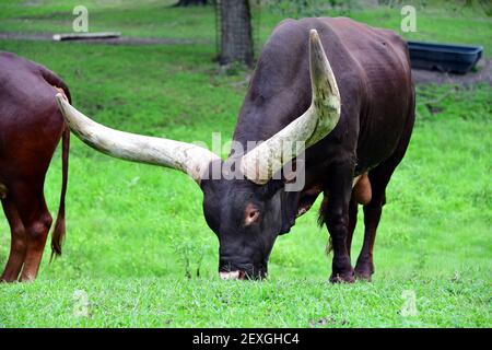 Texas longhorn sterzare pascolo su erba Foto Stock