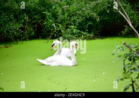 2 cigni bianchi insieme in un laghetto verde circondato da una lussureggiante vegetazione verde. Foto Stock