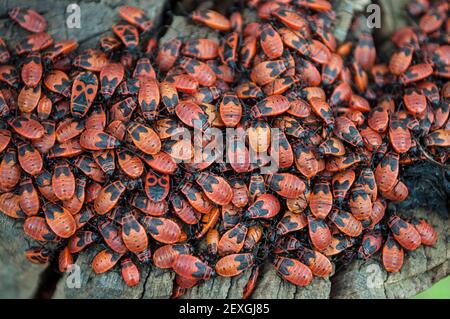 Gruppo molto grande di fuoco Bug (Pyrhocoris aterus) sul tronco dell'albero Foto Stock