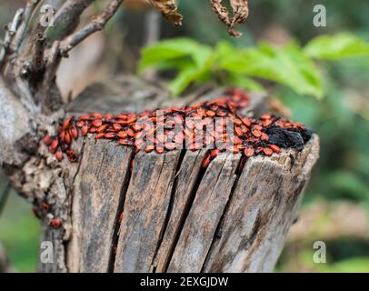 Gruppo molto grande di fuoco Bug (Pyrhocoris aterus) sul tronco dell'albero Foto Stock