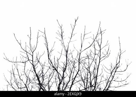 Albero realistico ramoscelli diramazioni silhouette su sfondo bianco (illustrazione vettoriale). Illustrazione Vettoriale