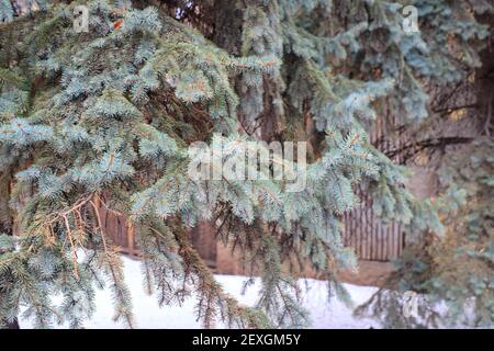 Rami di abete blu nella foresta invernale per l'uso come sfondo Foto Stock