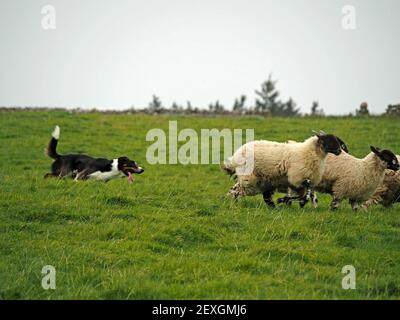 Corse entusiastiche di cani da pastore dopo aver eseguito stragglers dal gregge di pecore nere-fronted della collina nel prato erboso in Eden Valley, Cumbria, Inghilterra, Regno Unito Foto Stock
