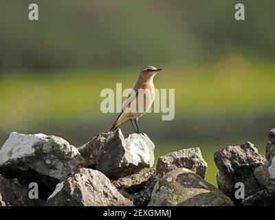 Single femmina Northern Wheatear (Oenanthe Enanthe) un'allevamento insettivoro migrante estivo arroccato su pietra calcarea secca Cumbria, Inghilterra, Regno Unito Foto Stock