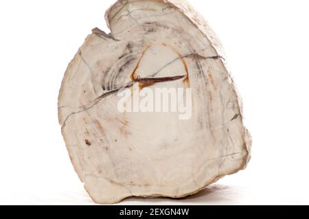 Legno pietrificato fossili minerali campione sezione trasversale mostrante gli anelli di un albero Foto Stock