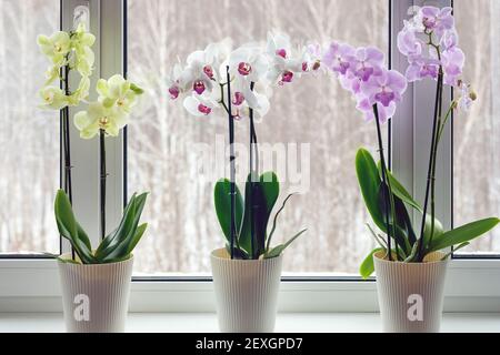 Orchidee di falma sul davanzale - decorazione domestica con vasetti vivi piante in fiore Foto Stock