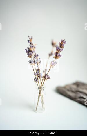 piccolo sprig di lavanda in un bicchiere su un bianco sfondo Foto Stock