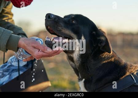 Cane nero con macchie bianche e marroni acqua potabile da mano Foto Stock