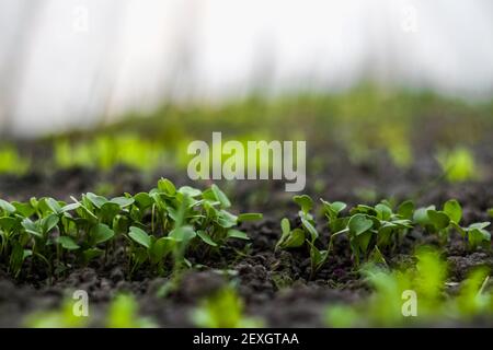 Giovani germogli di ravizzole crescono nel terreno in una serra domestica. Giardinaggio domestico. Verdure biologiche sane. Sfondo bianco e verde chiaro sfocato e sfocato Foto Stock