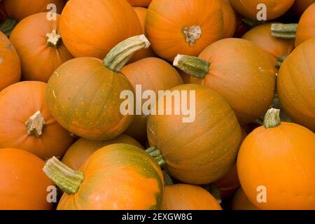 Raccolta fattoria Orange Mini Pumpkins Foto Stock