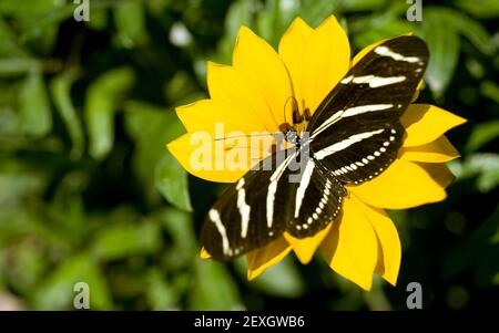 Zebra Longwing Butterfly atterrato fiore giallo Foto Stock