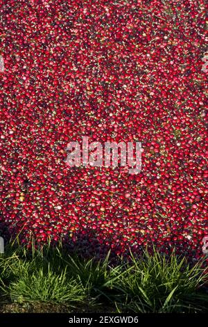 Cranberry Bog Farmer's Field Edge Foto Stock