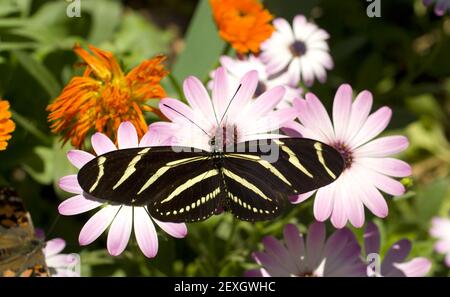 Zebra Longwing Butterfly Garden Dairies rosa Foto Stock