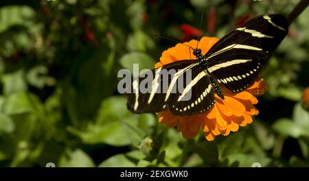 Zebra Longwing Butterfly Garden Foto Stock