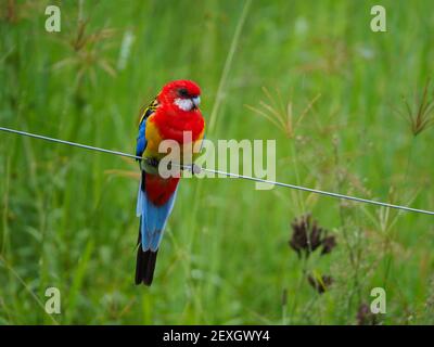 Uccelli australiani, la Rosella orientale, seduto su un filo, Australia Foto Stock