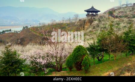 Paesaggio primaverile. Alberi di fiori di prugne a Gwangyang, villaggio di Maehwa, Corea del Sud Foto Stock