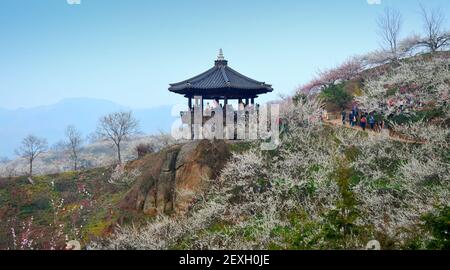 Paesaggio primaverile. Alberi di fiori di prugne a Gwangyang, villaggio di Maehwa, Corea del Sud Foto Stock