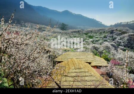 Paesaggio primaverile nel villaggio di Maehwa, Gwangyang, Corea del Sud Foto Stock