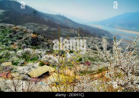 Paesaggio primaverile nel villaggio di Maehwa, Gwangyang, Corea del Sud Foto Stock