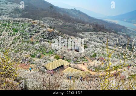 Paesaggio primaverile nel villaggio di Maehwa, Gwangyang, Corea del Sud Foto Stock