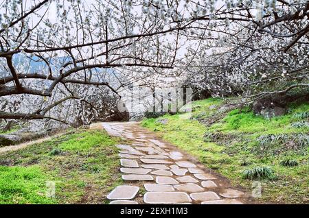 Paesaggio primaverile. Alberi di fiori di prugne a Gwangyang, villaggio di Maehwa, Corea del Sud Foto Stock
