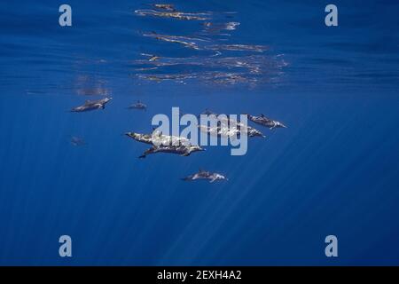 Delfini a macchia pantropicale, Stenella attenuata, in oceano aperto, Kona del Sud, Hawaii ( la Grande Isola ), Stati Uniti ( Oceano Pacifico Centrale ) Foto Stock