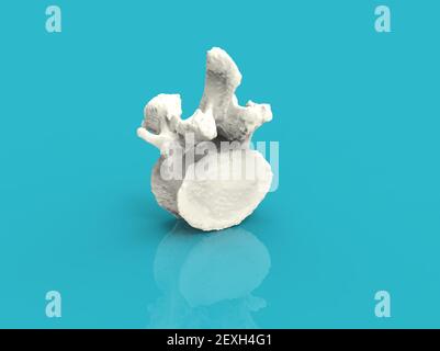 Modello di vertebra della colonna vertebrale umana, rendering 3D Foto Stock