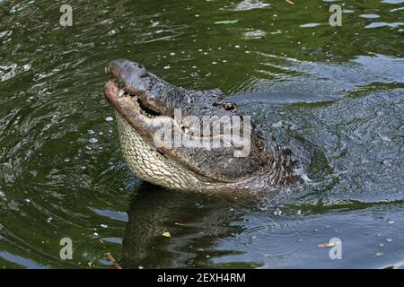 Grande alligatore americano maschio - alligatore missisippiensis - che si arenano durante la stagione di accoppiamento nella palude della Florida. Foto Stock