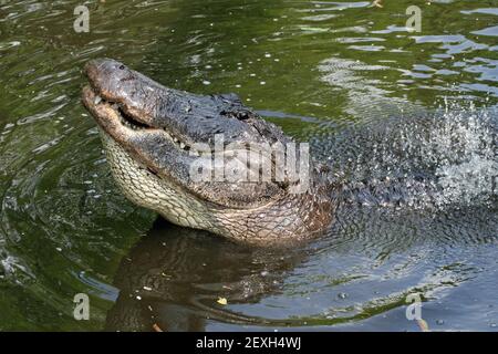 Grande alligatore americano maschio - alligatore missisippiensis - che si arenano durante la stagione di accoppiamento nella palude della Florida. Foto Stock