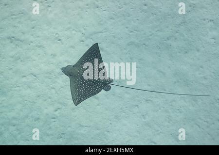 Raggio di aquila macchiato o ocellato, Aetobatus ocellatus, Baia di Kamakahonu, Kailua Kona, Isola delle Hawaii ( la Grande Isola ), Hawaii, USA ( Oceano Pacifico ) Foto Stock