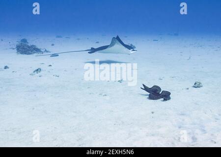 Raggio di aquila macchiato o ocellato, Aetobatus ocellatus, nuotano oltre l'anguilla nuda, Gymnotorax undulatus, Honokohau, Kailua Kona, Hawaii, STATI UNITI Foto Stock