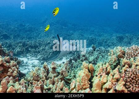 Il raggio di aquila macchiato o ocellato, Aetobatus ocellatus, in fase di pulizia mediante stracci hawaiani, Labroides phthirophagus, Honokohau, Kona, Hawaii, STATI UNITI Foto Stock