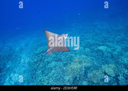 Giovane giovane aquila macchiata o ocellata, Aetobatus ocellatus, con coda piegata, Honokohau Bay, Kailua Kona, Hawaii Island (Big Island), Hawaii Foto Stock