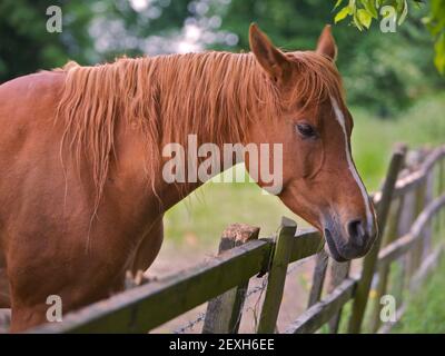 Un cavallo marrone che guarda su una fence Foto Stock
