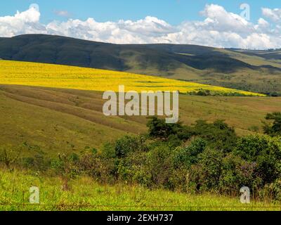 Piantagione di soia in lontananza su una fattoria vicino al Parco Nazionale Serra da Canastra, Minas Gerais, Brasile Foto Stock