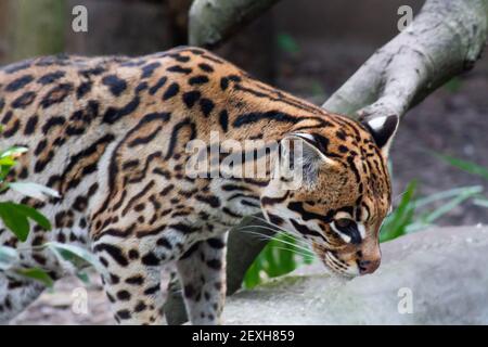 Ocelot Foto Stock