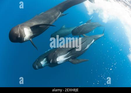 Balenottere pilota alate a lungo, melas Globicephala, denti da barare e bolle d'aria al fotografo ( segno di aggressione ), stretto di Gibilterra, Atlantico Foto Stock