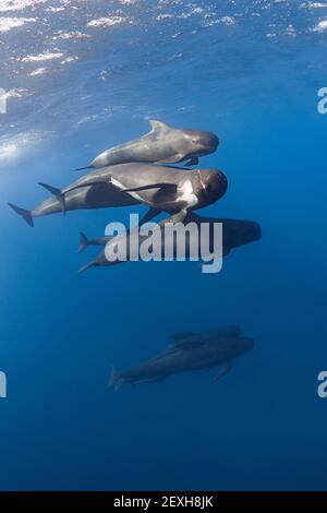 Balenottere pilota alate a lungo, melas Globicephala, stretto di Gibilterra ( Nord Atlantico ) Foto Stock