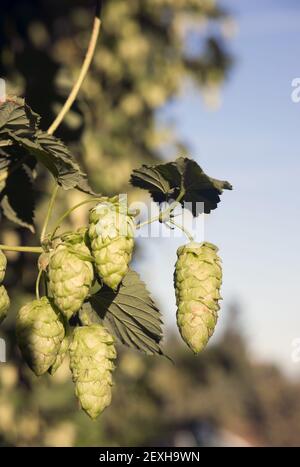 Luppolo piante gemme che crescono in campo agricolo Oregon Agricoltura Foto Stock