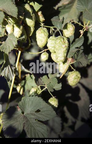 Luppolo piante gemme che crescono in campo agricolo Oregon Agricoltura Foto Stock