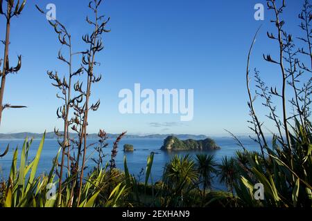 Isola di Motueka dal punto panoramico sopra Cathedral Cove piante di lino Foto Stock