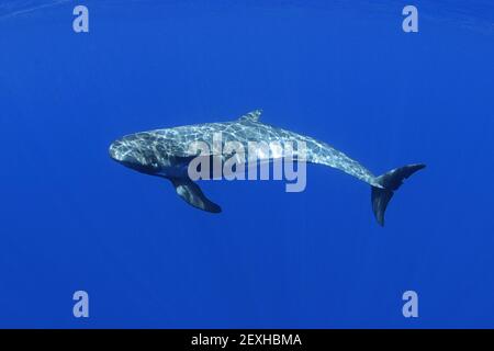 Avvistamento di balene, Feresa attenuata, Kona del Sud, Hawaii ( la Grande Isola ), Stati Uniti ( Oceano Pacifico Centrale ) Foto Stock