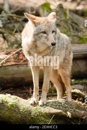 Wild Animal Coyote sorge sul moncone in cerca di preda Foto Stock