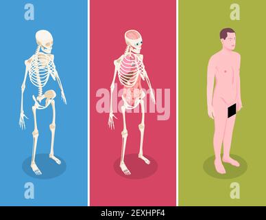 Banner isometrici anatomici con corpo maschile e due umani scheletri su sfondo colorato immagine vettoriale isolata in 3d Illustrazione Vettoriale