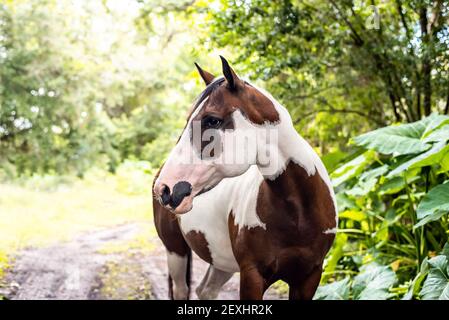 American Paint Horse mare con occhi blu Foto Stock